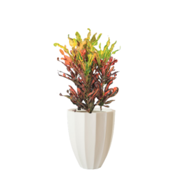 Croton - Fire Red and Yellow
